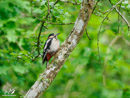 Woodpecker - Dzięcioł
